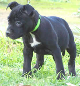 DDDawgs Orleans Opal